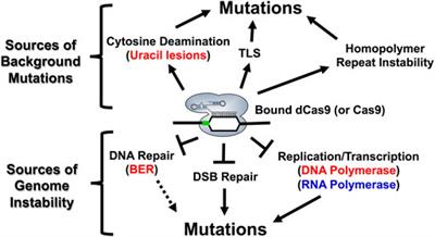 Tips, Tricks, and Potential Pitfalls of CRISPR Genome Editing in Saccharomyces cerevisiae